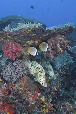Indonesia, Papua, SE Misool Fish and coral White Modern Wood Framed Art Print with Double Matting by Shimlock, Jones