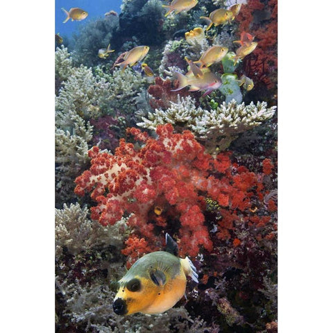 Indonesia, Papua, SE Misool Fish and coral White Modern Wood Framed Art Print by Shimlock, Jones