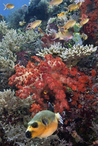 Indonesia, Papua, SE Misool Fish and coral Black Ornate Wood Framed Art Print with Double Matting by Shimlock, Jones