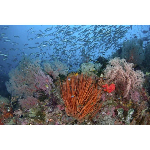 Indonesia, Papua, SE Misool Fish and coral Black Modern Wood Framed Art Print by Shimlock, Jones