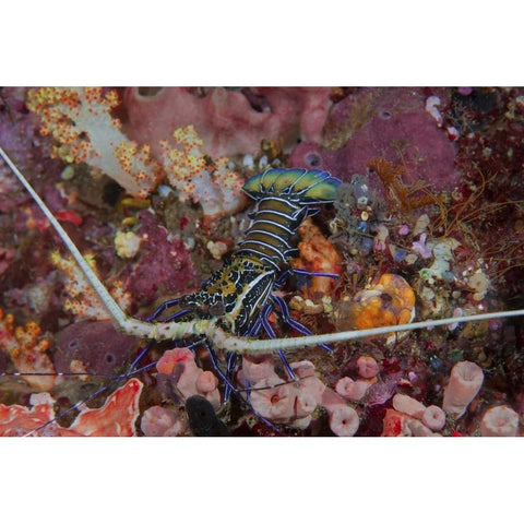 Indonesia, Papua, SE Misool Lobster and coral White Modern Wood Framed Art Print by Shimlock, Jones