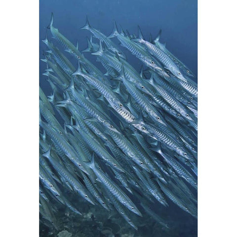 Indonesia, Papua Underwater Schooling barracuda Black Modern Wood Framed Art Print by Shimlock, Jones