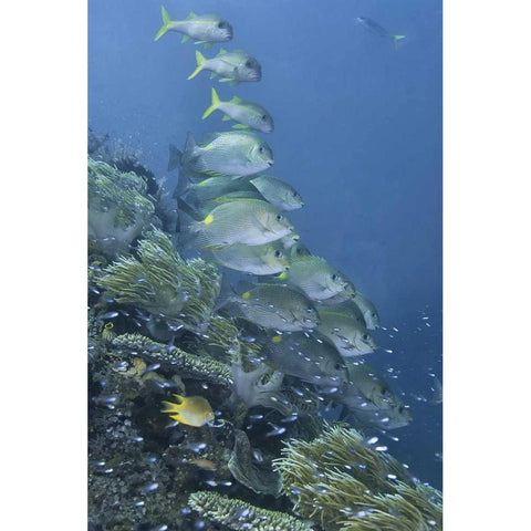 Indonesia, Raja Ampat Underwater fish and coral White Modern Wood Framed Art Print by Shimlock, Jones