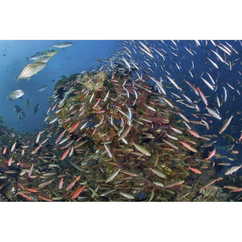 Indonesia, Raja Ampat Underwater fish and coral Black Modern Wood Framed Art Print by Shimlock, Jones