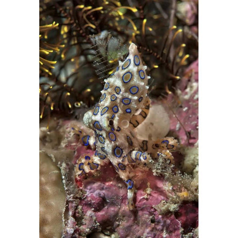 Indonesia, Papua Blue-ring octopus and coral Gold Ornate Wood Framed Art Print with Double Matting by Shimlock, Jones