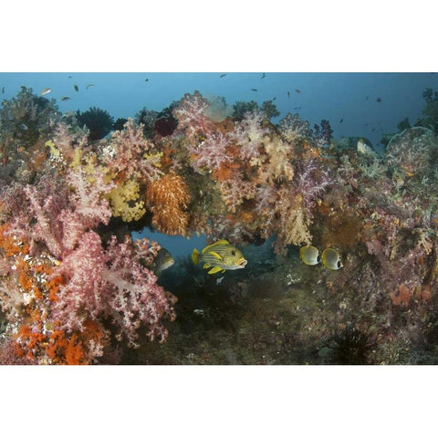 Indonesia, Raja Ampat Underwater fish and coral Black Modern Wood Framed Art Print with Double Matting by Shimlock, Jones