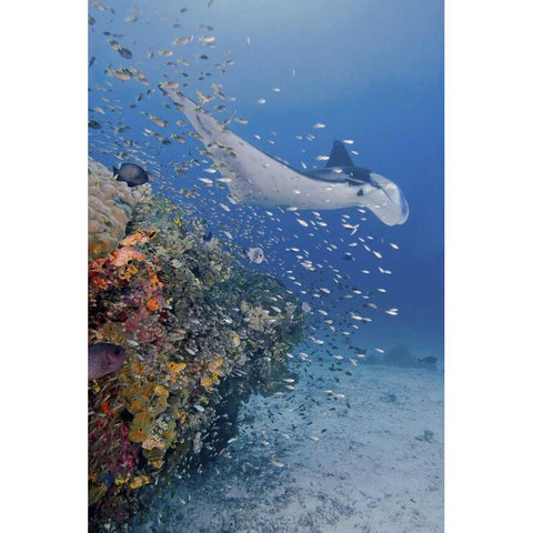 Indonesia, Papua Manta ray, fish and coral White Modern Wood Framed Art Print by Shimlock, Jones