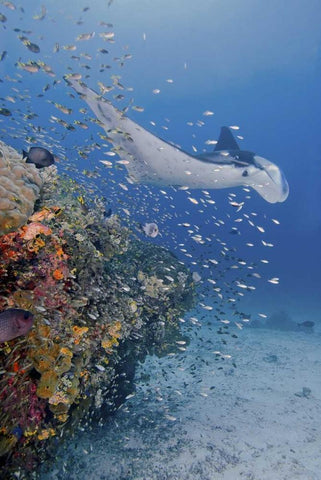 Indonesia, Papua Manta ray, fish and coral White Modern Wood Framed Art Print with Double Matting by Shimlock, Jones