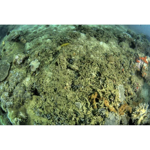 Indonesia, Papua, Raja Ampat Damaged reef White Modern Wood Framed Art Print by Shimlock, Jones