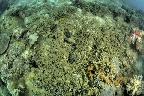 Indonesia, Papua, Raja Ampat Damaged reef Black Ornate Wood Framed Art Print with Double Matting by Shimlock, Jones