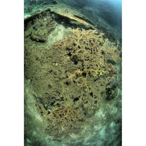 Indonesia, Papua, Raja Ampat Damaged reef White Modern Wood Framed Art Print by Shimlock, Jones