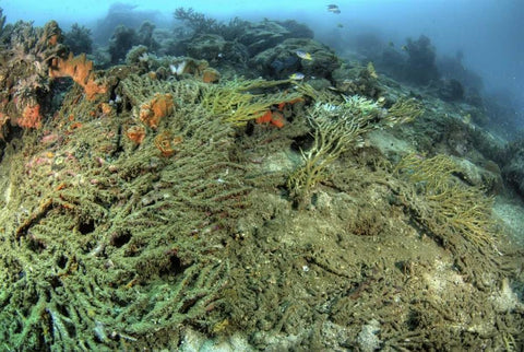 Indonesia, Papua, Raja Ampat Damaged reef White Modern Wood Framed Art Print with Double Matting by Shimlock, Jones