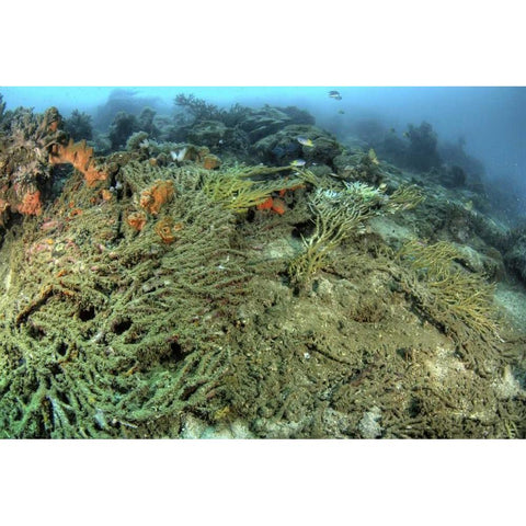 Indonesia, Papua, Raja Ampat Damaged reef Gold Ornate Wood Framed Art Print with Double Matting by Shimlock, Jones