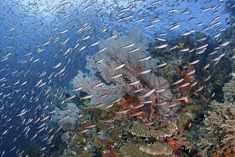 Indonesia, Raja Ampat Underwater fish and coral Black Ornate Wood Framed Art Print with Double Matting by Shimlock, Jones
