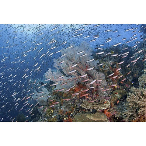 Indonesia, Raja Ampat Underwater fish and coral White Modern Wood Framed Art Print by Shimlock, Jones