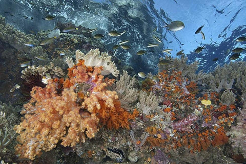 Indonesia, Raja Ampat Underwater fish and coral Black Ornate Wood Framed Art Print with Double Matting by Shimlock, Jones