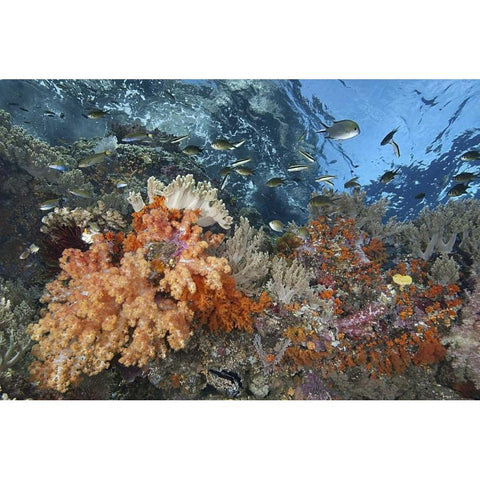 Indonesia, Raja Ampat Underwater fish and coral Black Modern Wood Framed Art Print by Shimlock, Jones