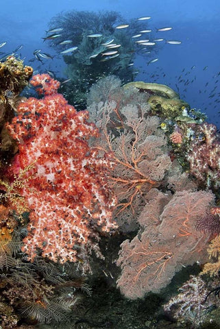 Indonesia, Raja Ampat Underwater fish and coral White Modern Wood Framed Art Print with Double Matting by Shimlock, Jones