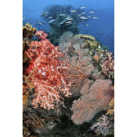 Indonesia, Raja Ampat Underwater fish and coral Black Modern Wood Framed Art Print by Shimlock, Jones