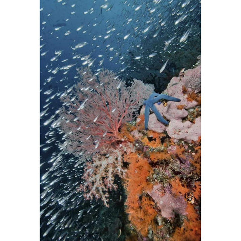 Indonesia, Raja Ampat Underwater fish and coral White Modern Wood Framed Art Print by Shimlock, Jones