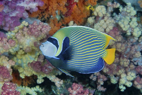 Indonesia, Papua Underwater angelfish and coral White Modern Wood Framed Art Print with Double Matting by Shimlock, Jones