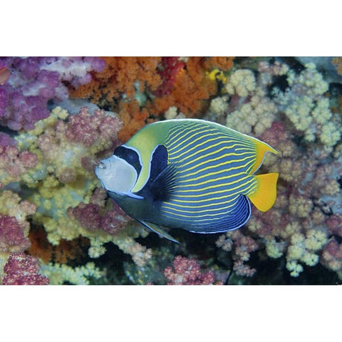 Indonesia, Papua Underwater angelfish and coral Black Modern Wood Framed Art Print with Double Matting by Shimlock, Jones