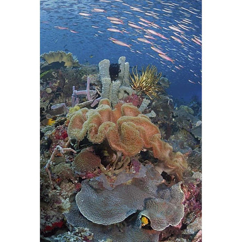 Indonesia, Raja Ampat Underwater fish and coral Gold Ornate Wood Framed Art Print with Double Matting by Shimlock, Jones