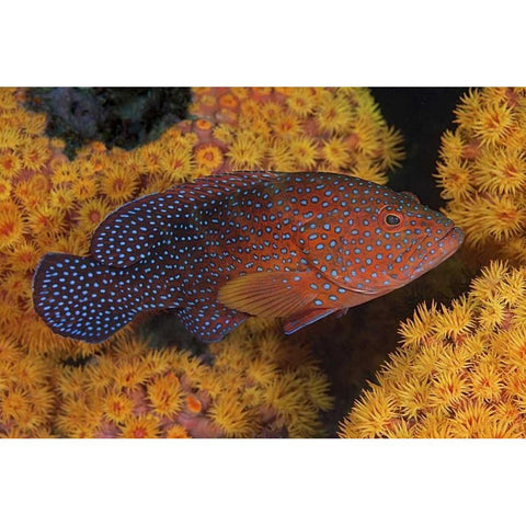 Indonesia, Papua Coral trout fish and coral White Modern Wood Framed Art Print by Shimlock, Jones