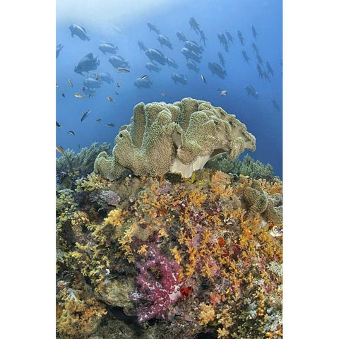 Indonesia, Raja Ampat Underwater fish and coral Black Modern Wood Framed Art Print with Double Matting by Shimlock, Jones