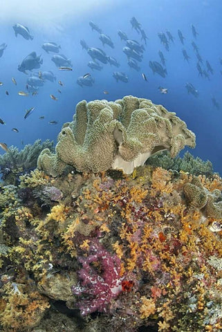 Indonesia, Raja Ampat Underwater fish and coral Black Ornate Wood Framed Art Print with Double Matting by Shimlock, Jones
