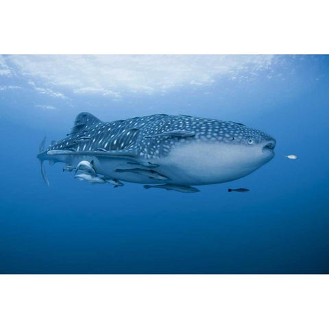 Indonesia, Papua Whale shark and remoras White Modern Wood Framed Art Print by Shimlock, Jones