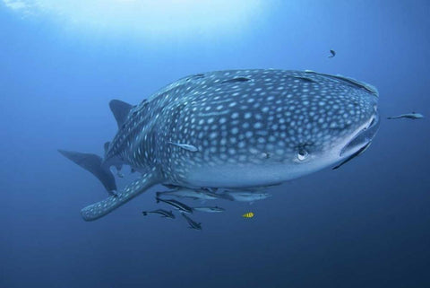 Indonesia, Papua Whale shark and remoras White Modern Wood Framed Art Print with Double Matting by Shimlock, Jones