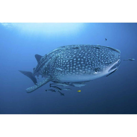Indonesia, Papua Whale shark and remoras Black Modern Wood Framed Art Print with Double Matting by Shimlock, Jones