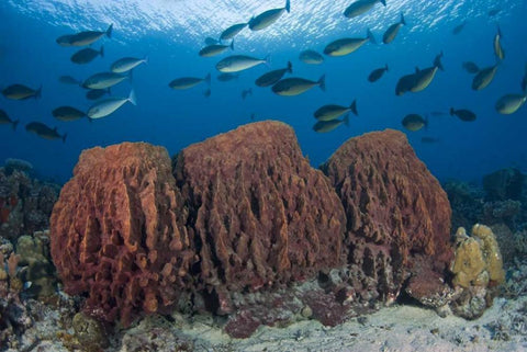 Indonesia, Papua Fish swims over three sponges White Modern Wood Framed Art Print with Double Matting by Shimlock, Jones