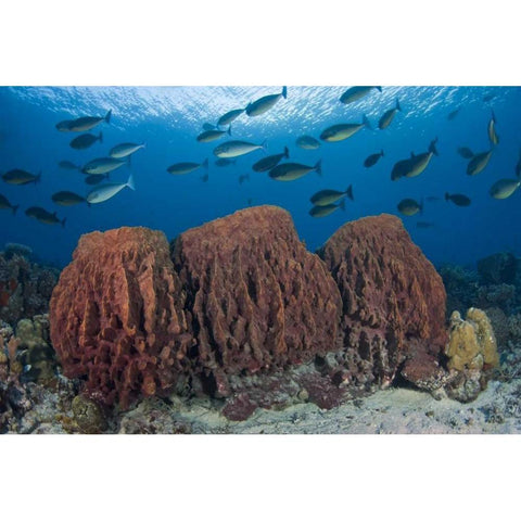 Indonesia, Papua Fish swims over three sponges Black Modern Wood Framed Art Print by Shimlock, Jones