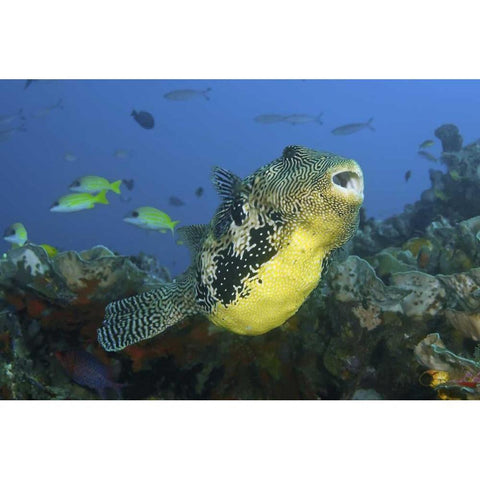 Indonesia, Papua, Raja Ampat Pufferfish Black Modern Wood Framed Art Print by Shimlock, Jones