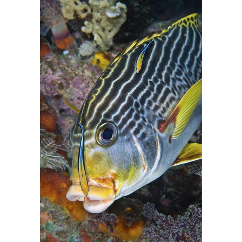 Indonesia, Papua A cleaner fish at sweetlip fish Black Modern Wood Framed Art Print by Shimlock, Jones