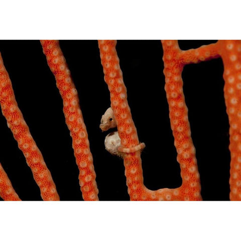 Indonesia, Papua The worlds smallest seahorse Gold Ornate Wood Framed Art Print with Double Matting by Shimlock, Jones