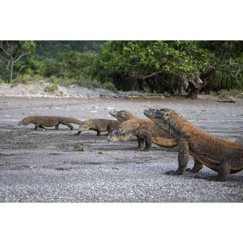 Indonesia, Rinca Island, Komodo NP Komodo dragon White Modern Wood Framed Art Print by Shimlock, Jones