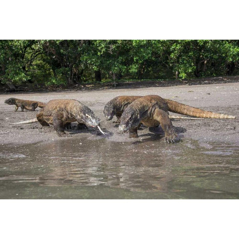 Indonesia, Rinca Island, Komodo NP Komodo dragon White Modern Wood Framed Art Print by Shimlock, Jones