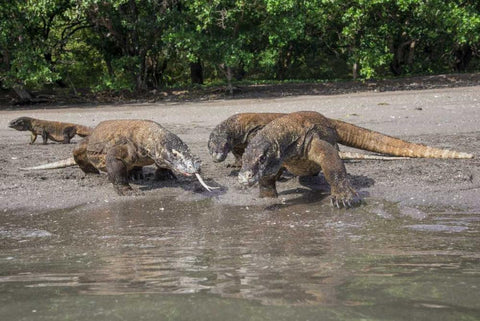 Indonesia, Rinca Island, Komodo NP Komodo dragon White Modern Wood Framed Art Print with Double Matting by Shimlock, Jones