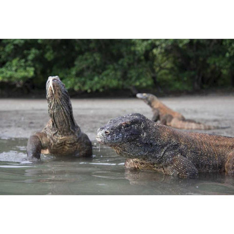 Indonesia, Rinca Island, Komodo NP Komodo dragon Black Modern Wood Framed Art Print by Shimlock, Jones