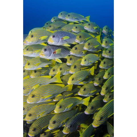 Indonesia, Papua, Raja Ampat Sweetlips fish Black Modern Wood Framed Art Print by Shimlock, Jones