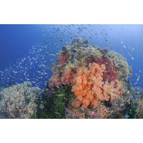 Indonesia, Papua, Raja Ampat Fish around coral White Modern Wood Framed Art Print by Shimlock, Jones