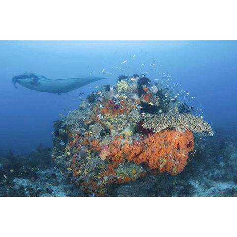 Indonesia, Papua, Dampier Strait Manta ray Black Modern Wood Framed Art Print with Double Matting by Shimlock, Jones