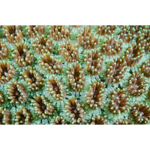 Indonesia, Komodo NP Close-up of anemones White Modern Wood Framed Art Print by Shimlock, Jones