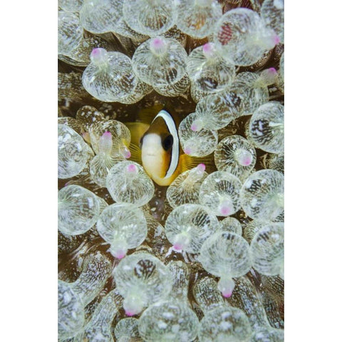 Indonesia, Anemonefish seeks protection Black Modern Wood Framed Art Print by Shimlock, Jones