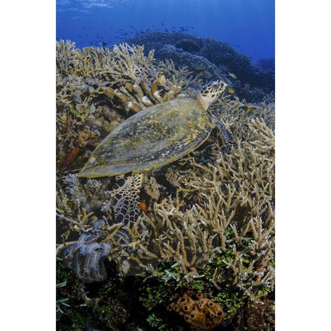 Indonesia, Komodo NP Turtle swims over coral Black Modern Wood Framed Art Print with Double Matting by Shimlock, Jones