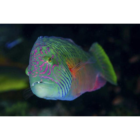 Indonesia, Komodo NP Colorful wrasse fish White Modern Wood Framed Art Print by Shimlock, Jones