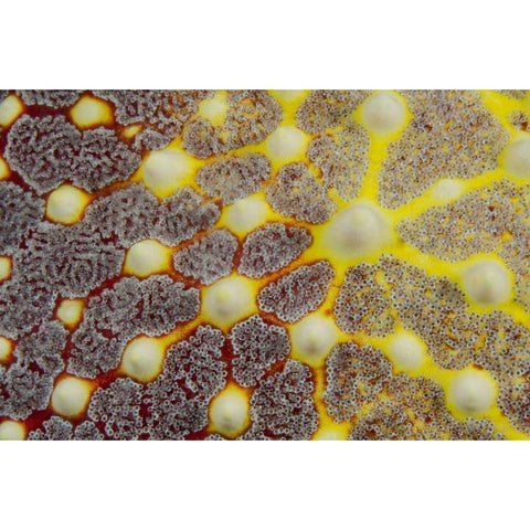 Indonesia, Lembeh Strait Sea star patterns Gold Ornate Wood Framed Art Print with Double Matting by Shimlock, Jones